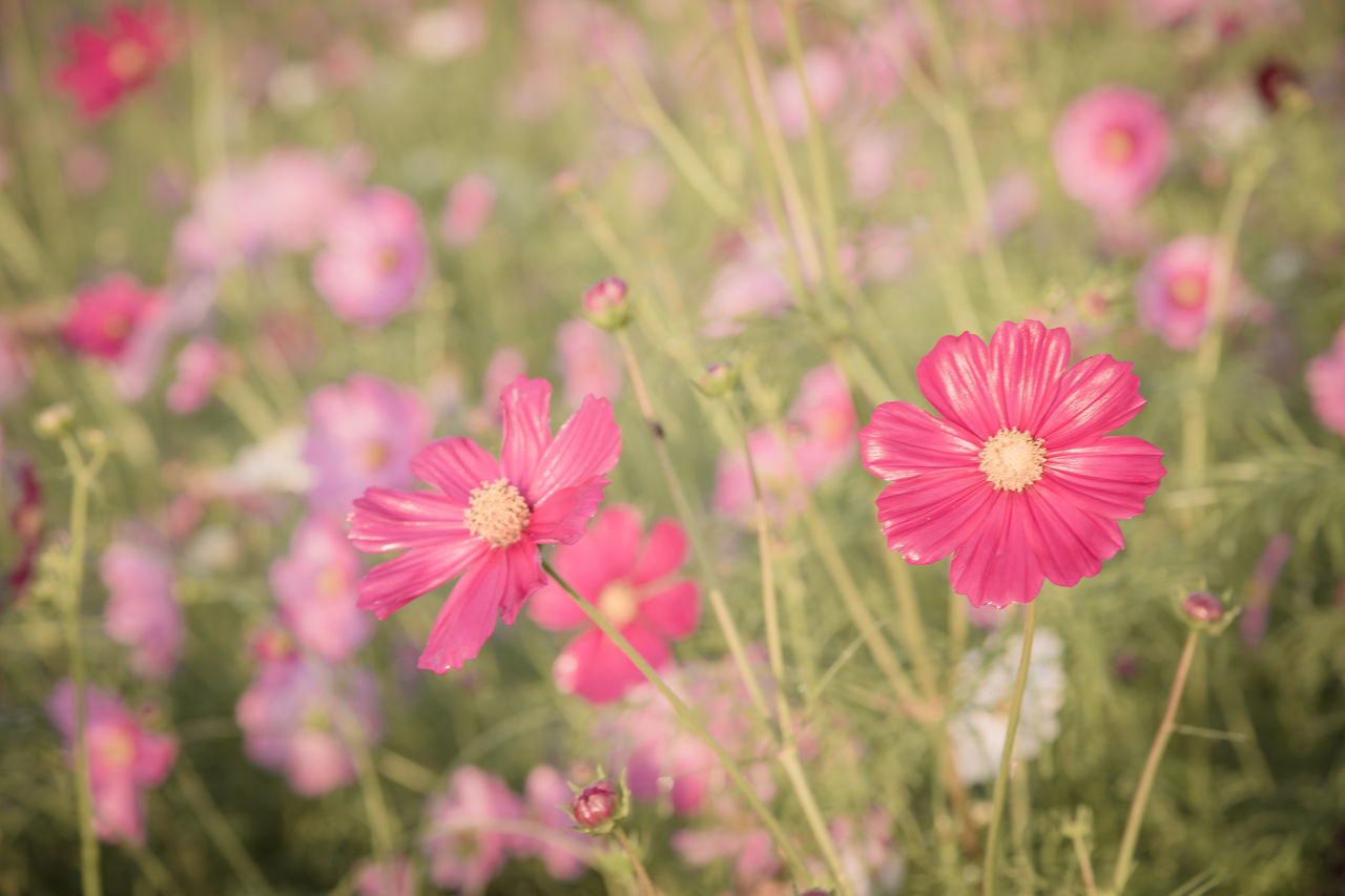CLOSE-UP OF PINK COSMOS FLOWERS IN FIELD