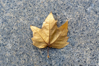 High angle view of maple leaf on concrete