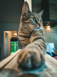 Close-up of cat lying on table