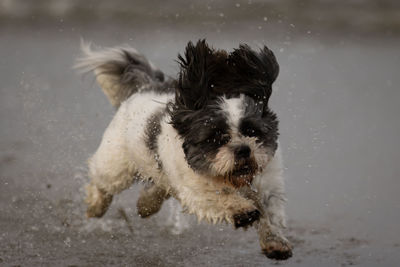 Portrait of dog on beach