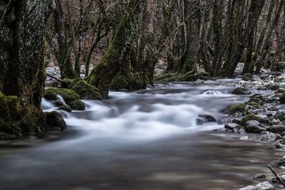 Scenic view of waterfall in forest