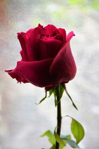 Close-up of red rose blooming outdoors