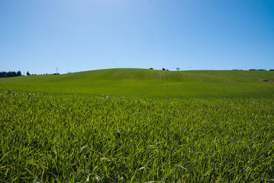 Scenic view of agricultural field against clear sky