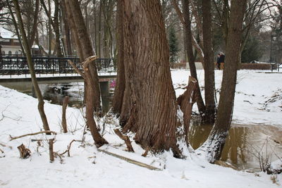 Trees on snow covered tree during winter