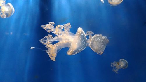 Close-up of jellyfish in sea