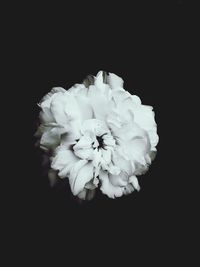 Close-up of white flower over black background