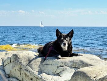 Dog standing on rock by sea against sky