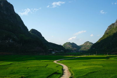Rice fields in son la, viet nam