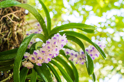 Close-up of pink flowering plant