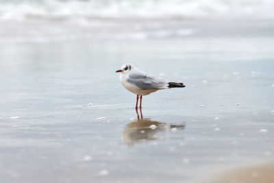 Seagull walking along seashore. black-headed gull, chroicocephalus ridibundus, standing on beach