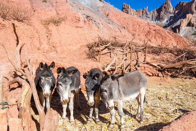 Donkeys standing in animal pen