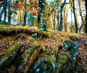 View of trees in forest