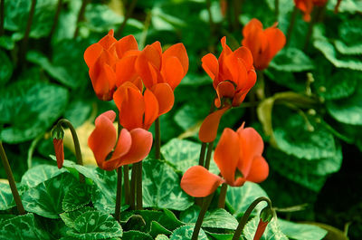 Close-up of orange flowering plant