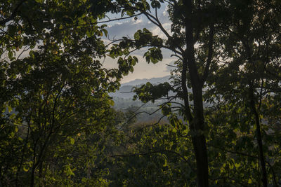 Low angle view of trees in forest against sky