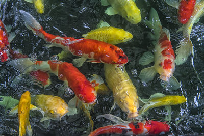 High angle view of koi carps swimming in pond