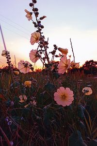 Close-up of flowering plants on field against sky