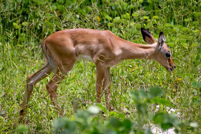 Fawn in grass