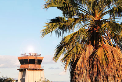 Low angle view of palm trees against blue sky