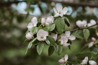 Close-up of flowering plant