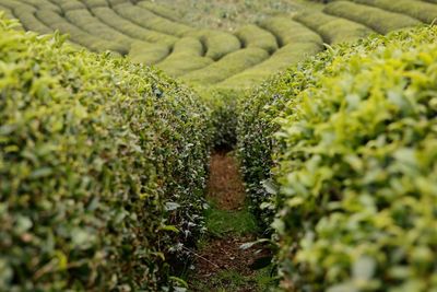 Crops growing on field