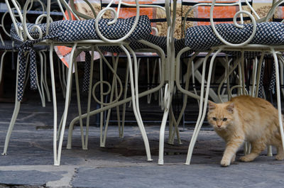 Close-up of goat in the dark