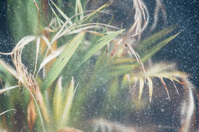 Close-up of plant seen through frosted glass window