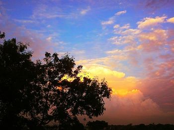 Silhouette of trees at sunset