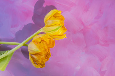 Close-up of yellow rose flower