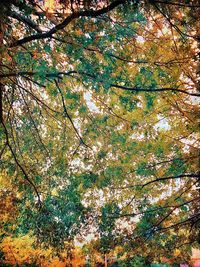 Low angle view of flowering trees in forest