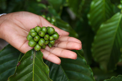Close-up of hand holding plant