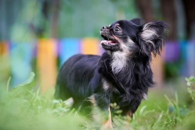 Pomeranian spitz dog in garden. cute black pomeranian puppy. spitz pom dog, green grass background