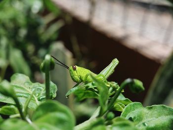 Close-up of insect on leaf