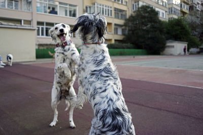 Dogs playing in the park