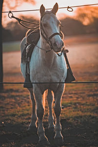 Horse standing on field