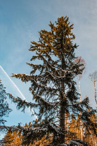 Low angle view of tree against sky during autumn