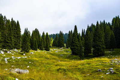 Pine trees on field against sky