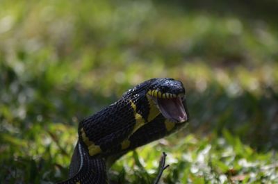 Close-up of alert snake with mouth open on field