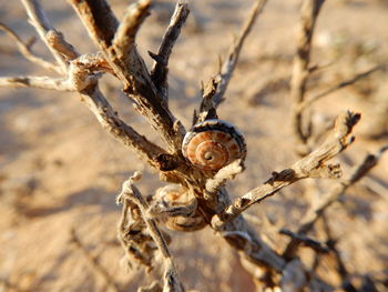 Close-up of snail on branch