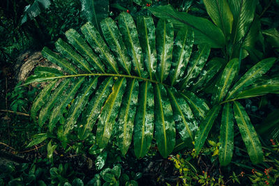 High angle view of green leaves on field