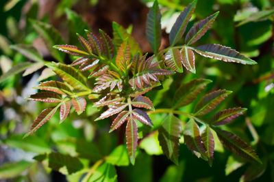 Close-up of insect on plant