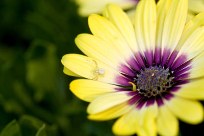 Close-up of insect on yellow flower