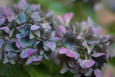 Close-up of pink hydrangea flowers