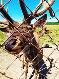 Close-up of a lizard on a fence