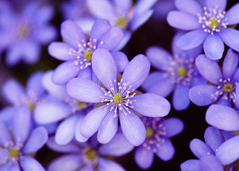 Close-up of white flowering plants