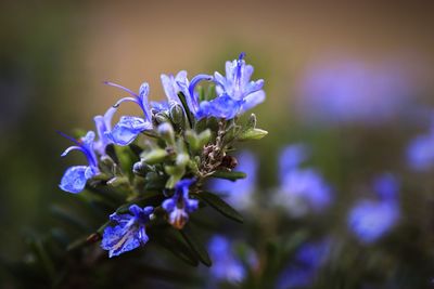 Close-up of purple flowering plant