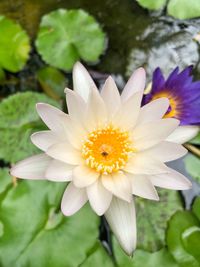 Close-up of purple flower
