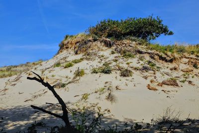Low angle view of trees against sky