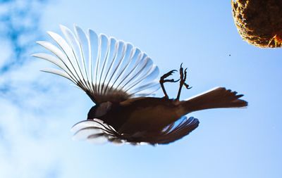 Low angle view of a bird flying