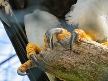 Cropped image of sea eagle perching on wood