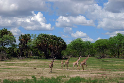 Giraffe in tanzania